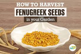 The fenugreek seeds can be used to make sprouts from seeds. How To Plant Grow And Harvest Fenugreek Seeds In Your Garden Fab How