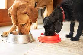 best dog food brands according to a