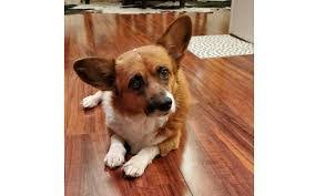 Lucky pups corgis are now owned and raised by kristen & chris cooper in vilonia, arkansas. 5 Best Corgi Rescues In Texas 2021 We Love Doodles
