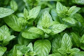 more on rodent repellents does mint