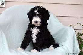 standard poodle mix puppies