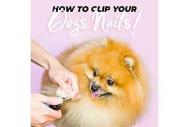 cutting your dog s nails at home a