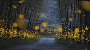 attracting more fireflies to your backyard
