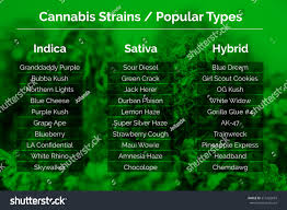 Hybrid Weed Chart Bedowntowndaytona Com