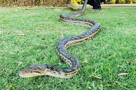 Apa arti bermimpi ular kecil berubah jadi ular besar? Tafsir Mimpi Melihat Ular Besar Benarkah Pertanda Datangnya Cobaan Semua Halaman Suar
