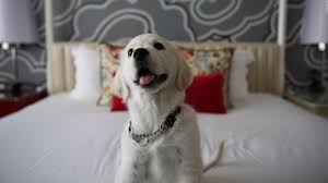 pet friendly hotel chains