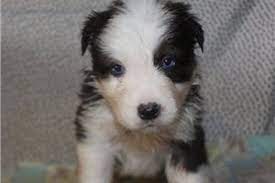 See more ideas about australian shepherd, puppies, dogs. Australian Shepherd Puppies For Sale From Fayetteville Arkansas Breeders