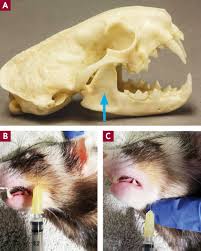 Ferret Dentistry No Weaseling About It Todays