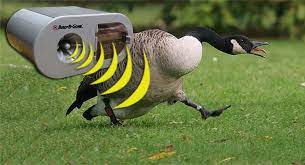 Geese tend to hang around areas with food, water, as well as protection. Goose Repellent 9 Best Selling Repellent Reviews 2019 Pest Wiki