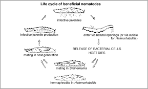using beneficial nematodes for grubs