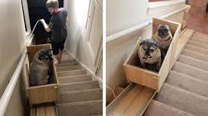 builds stairlift for her elderly dogs