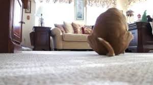 my dog morrison scooting on the carpet