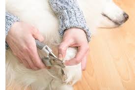 dog toenail clipping information