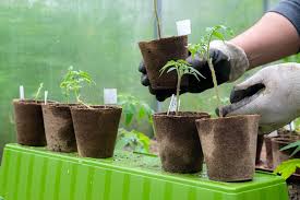 Transplanting Vs Direct Sowing Seeds