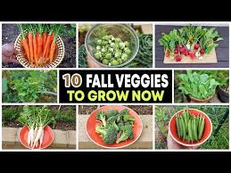 Top 10 Vegetables To Grow In Fall