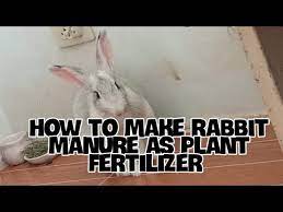 rabbit manure as plant fertilizer