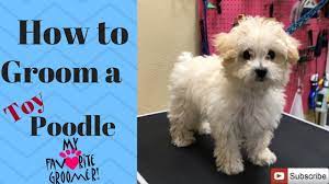 how to groom a poodle puppy you
