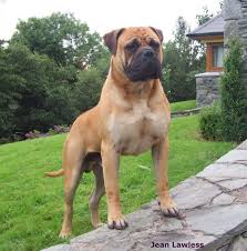 Only guaranteed quality, healthy puppies. Bull Mastiff Dangerous Dogs Bullmastiff Puppies For Sale Bull Mastiff Dogs