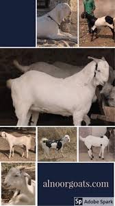 White Sojat Goat