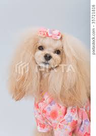 mix of toy poodle and shih tzu image