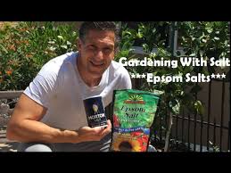 gardening with epsom salt for a greener