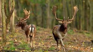 fallow deer hunting in italy hunting