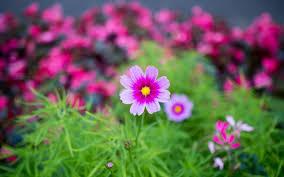 nature flower garden cosmos pink hd