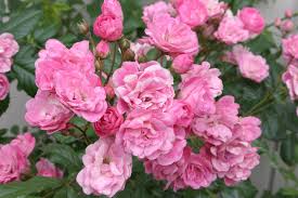 how to plant and grow roses