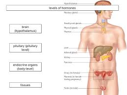 Powerpoint Hormones And Endocrine