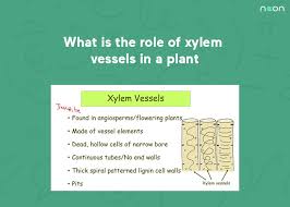 of xylem vessels in a plant