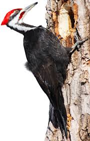 Maybe you would like to learn more about one of these? Types Of Woodpeckers Woodpecker Species Dk Find Out