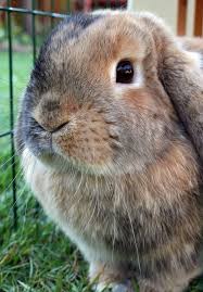 Mini Lop Vs Holland Lop Which Breed Is The Right For You