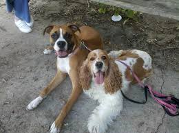 They are friendly, intelligent, strong, and boisterous, as such they need a lot of love, and early socialization. Diamond Lane Boxers Home
