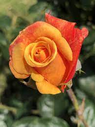 La rosa, un fiore amato da sempre - Natura in mente calliopea