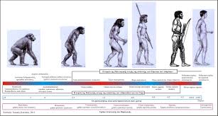 Kiatipis Website Graphics Commons Primate Evolution And