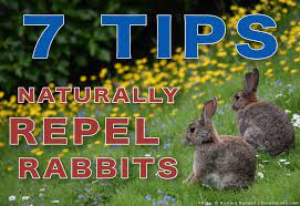 naturally get rid of rabbits