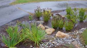 Rain garden plantings commonly include wetland edge vegetation, such as wildflowers, sedges, rushes, ferns, shrubs and small trees. Uconn Rain Gardens How To Guide