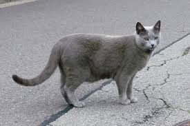 Bildergebnis für graue Katzen