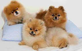 toy pomeranian puppies in bangalore