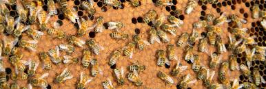 queen pnw honey bee survey
