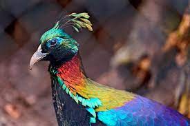 free colorful birds images free stock