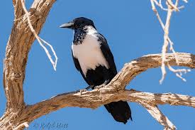 Pied Crow bird photo call and song/ Corvus albus