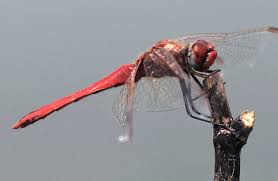 Image result for dragonflies in switzerland