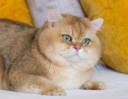 British Shorthair Longhair Cats Kittens gambar png