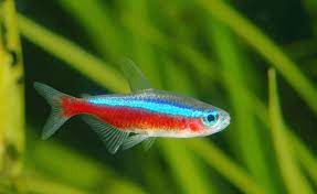 Think schooling fish might be the right choice for your freshwater tank? 5 Best Beginner Schooling Fish For Freshwater Aquariums In 2021 Cardinal Tetra Neon Tetra Tetra Fish