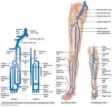 Image Result For Flow Chart Of Arteries Lower Limb Medical