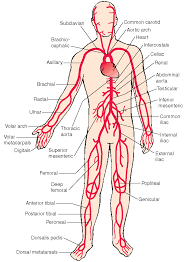 The Cardiovascular System Structure And Function Nursing
