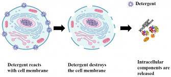 readiuse bacterial cell lysis buffer
