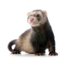 Here i will provide you some interesting facts which will make you aware of the polecat vs ferret. Marmot The Big Lebowski Wiki Fandom