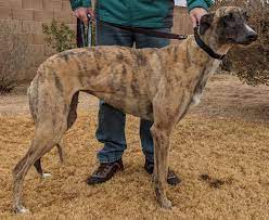 Spot hero save on parking as a greyhound customer, you'll get cheaper rates at hundreds of spot hero locations. Available Greyhounds Arizona Adopt A Greyhound
